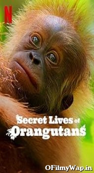 Secret Lives of Orangutans 2024 Hindi Dubbed Movie
